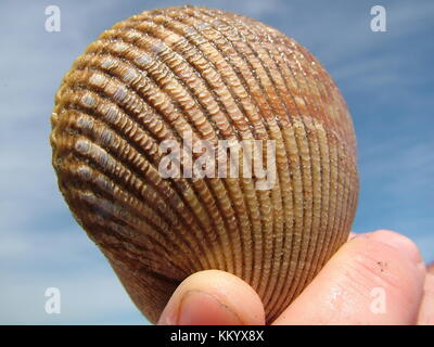 Mano umana tenendo un wet seashell Foto Stock