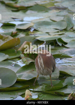 Green heron camminando sulle ninfee. Foto Stock