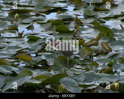 Green heron camminando sulle ninfee. Foto Stock