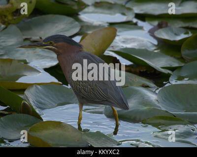 Green heron camminando sulle ninfee. Foto Stock