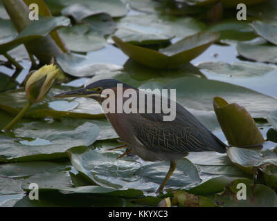 Green heron camminando sulle ninfee. Foto Stock