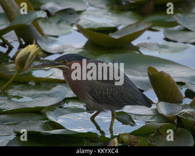 Green heron camminando sulle ninfee. Foto Stock