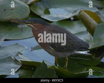 Green heron camminando sulle ninfee. Foto Stock