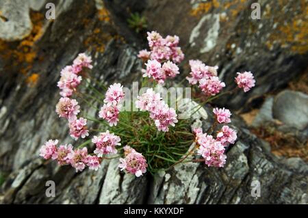 Sea Pink Armeria maritima cresce sulla costa vicino a Malin Head sulla penisola di Inishowen, contea di Donegal, Irlanda Foto Stock