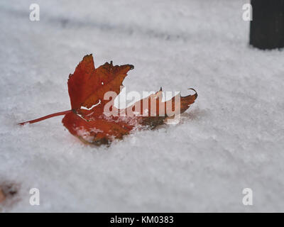 Close-up di un caduto acero rosso lascia con appena sceso neve Foto Stock