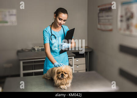 Veterinario o medico con stetoscopio controllo fino cane alla clinica vet. Il medico guarda il cane Foto Stock