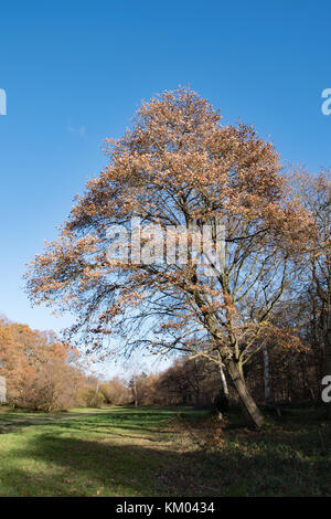 Foglie di autunno su un inglese di quercia (Quercus robur)... Foto Stock