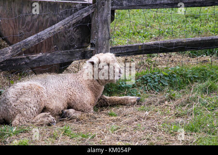 Giovane agnello posa in paglia nel verde recintato di aia di penna. Foto Stock