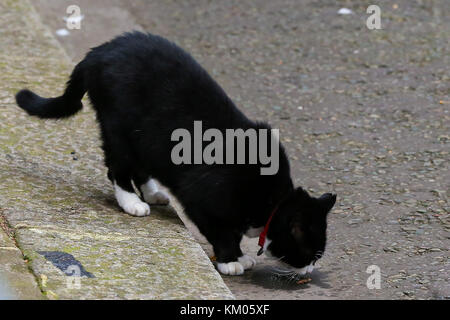 Larry il gatto 10 di Downing Street è Chief Mouser per il Gabinetto Office e Palmerston è il residente Chief Mouser del Foreign & Commonwealth Office (FCO) con: Palmerston dove: Londra, Regno Unito quando: 01 Nov 2017 credito: WENN.com Foto Stock