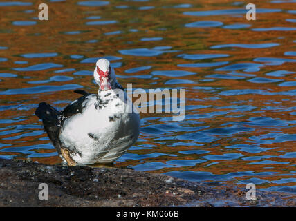 Anatra muta [Cairina moschata]. Central Park di New York. Foto Stock