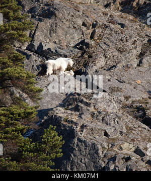 Capre di montagna con il piccolo bambino su una ripida scogliera a sud-est di alaska vicino haines. Foto Stock