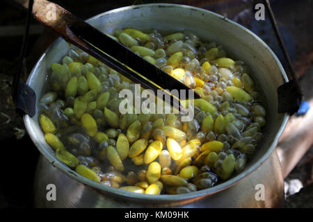 Bollito di baco da seta folkways tradizionale in Thailandia, ai filati l'industria della seta Foto Stock