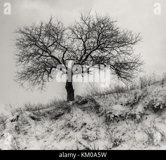 Bianco e nero paesaggio con lonely albicocca albero su di una collina a cielo nuvoloso al tempo di inverno Foto Stock