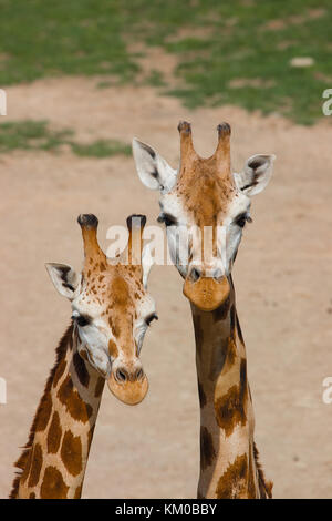 Dettaglio di due rothschildi giraffa nella riserva nazionale Foto Stock