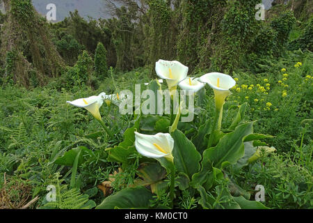 Calla Lily, arum lily (zantedeschia aethiopica), montagne di Anaga, nel nord-est dell'isola di Tenerife, Isole canarie, Spagna Foto Stock