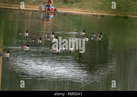 Gruppo di oche canadesi sull'acqua Foto Stock