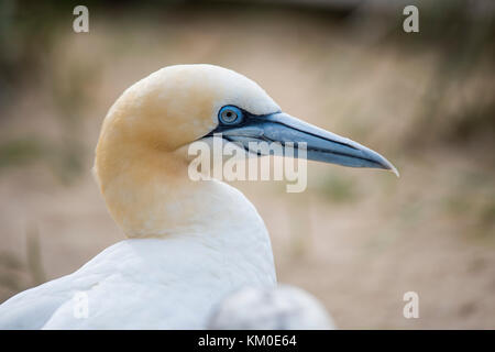 Basstoelpel, Morus bassanus, Northern Gannet Foto Stock