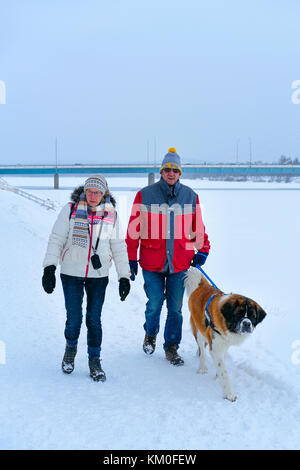 Rovaniemi, Finlandia - 2 marzo 2017: persone con san Bernardo cane in inverno rovaniemi, Finlandia. Foto Stock