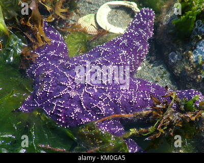 Ocra viola starfish, isola di Vancouver, British Columbia, Canada Foto Stock
