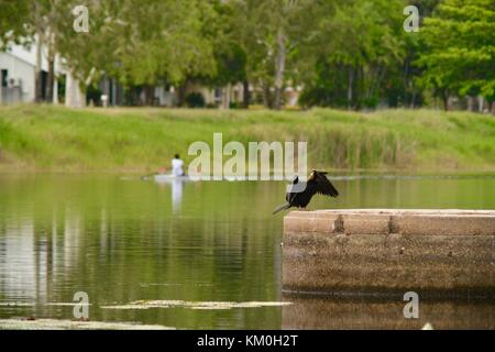 Australasian darter (anhinga novaehollandiae) essiccare le sue piume dopo un inizio di mattina pesca sessione, Townsville, Queensland, Australia Foto Stock