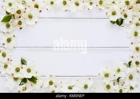 In prossimità della fioritura sanguinello blossoms oltre un legno bianco tavolo. Sfondo immagine ripresa dal di sopra con una copia dello spazio. Foto Stock