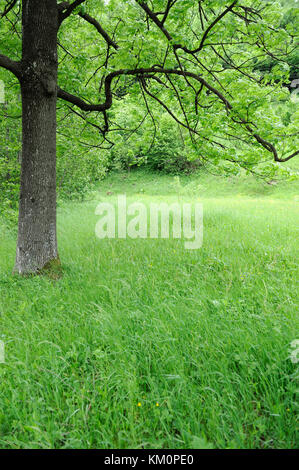 Prato primavera con grande albero con fresche foglie verdi Foto Stock