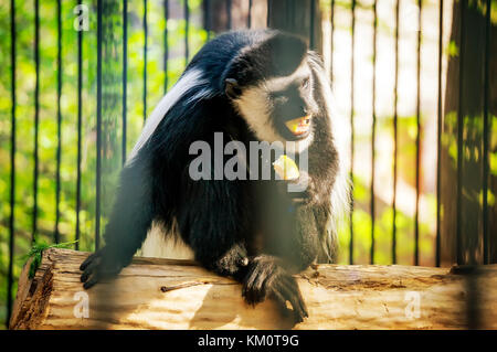 White cheeked gibbone. scimmia con le guance bianche grida allo zoo Foto Stock