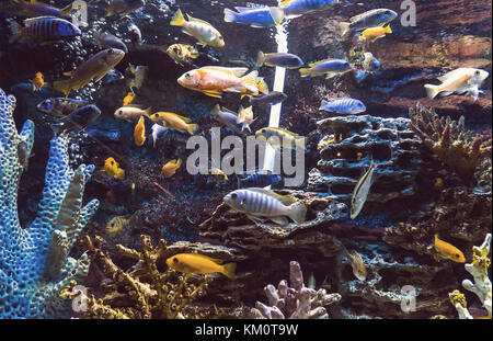 Pesce in un acquario su uno sfondo blu. molti piccoli pesci che nuotano in acquario. tonificante, sotto instagramm Foto Stock