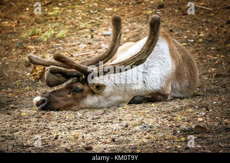 La renna con grandi corna giacente sul terreno. una carcassa di renne uccise dai bracconieri. a caccia di cervi in una foresta selvaggia Foto Stock