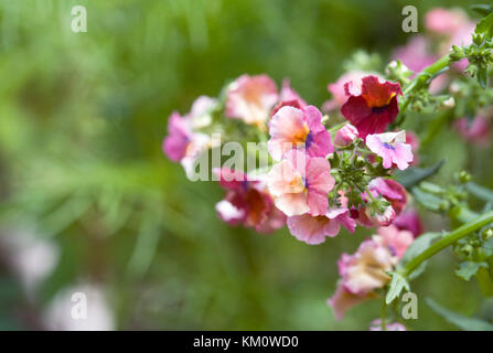 Nemesia (Nesia serie) 'Tropical' Fiori. Foto Stock