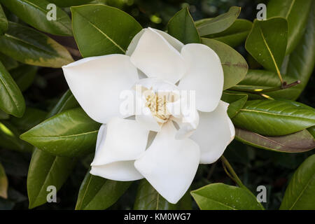 Primo piano di una bella magnolia bianca grandifflora in fiore, Inghilterra, Regno Unito Foto Stock