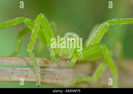 Green Huntsman Spider (Micrommata virescens) femmina. Sussex, Regno Unito Foto Stock