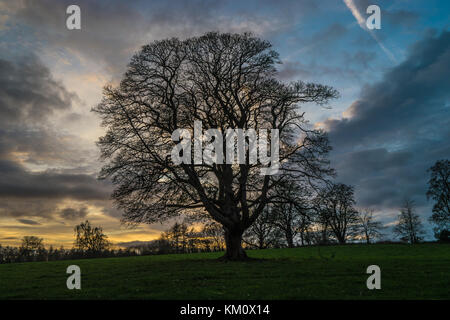Tramonto dietro a un albero. Foto Stock