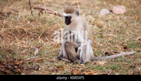 Scimmia con uno piccolo è seduto su un safari in Kenya Foto Stock