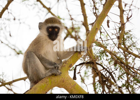 La scimmia è seduto sull'albero, su un safari in Kenya Foto Stock