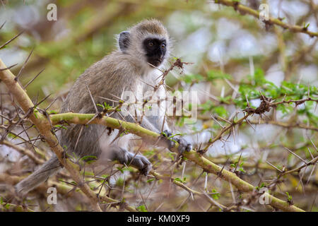 Piccola scimmia su un albero Foto Stock