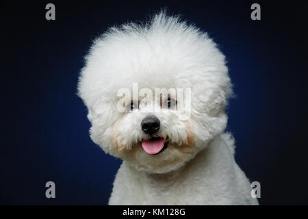 Bella bichon frisee cane Foto Stock