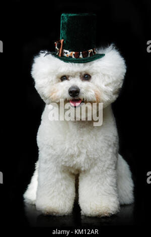 Bella bichon frisee cane nella cute hat Foto Stock