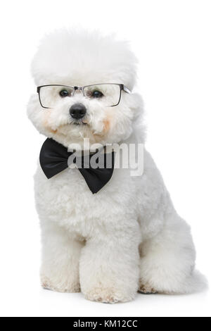 Bella bichon frisee cane in papillon e bicchieri Foto Stock