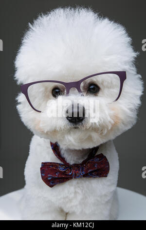 Bella bichon frisee cane in papillon e bicchieri Foto Stock