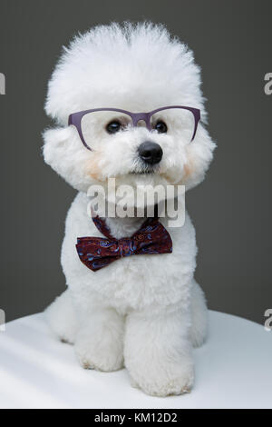 Bella bichon frisee cane in papillon e bicchieri Foto Stock