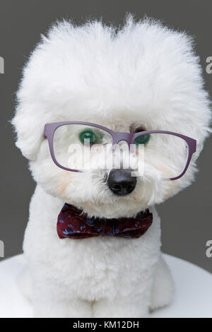 Bella bichon frisee cane in papillon e bicchieri Foto Stock