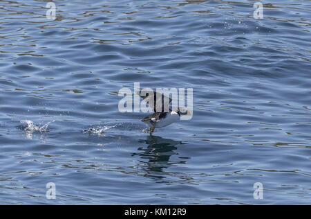 Pulcino Atlantico, Fratercula arctica, decollo dal mare. Foto Stock