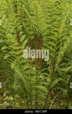 Felce interrotta, Osmunda claytoniana, con spore fertili; Terranova. Foto Stock