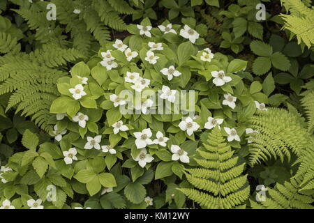 Grande agglomerato di nana canadese corniolo, Cornus canadensis, nel pieno fiore. Il Terranova. Foto Stock