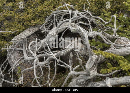 Balsam fir, Abies balsamea, nanizzati alberi nelle zone costiere tuckamore (scrub nana), Terranova. Foto Stock