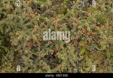Coni maschili su balsam fir, Abies balsamea, nanizzati alberi nelle zone costiere tuckamore (scrub nana), Terranova. Foto Stock