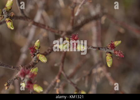 Gatti femminili di Bog-myrtle, Myrica Gale, all'inizio della primavera. Foto Stock