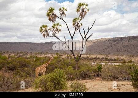 La giraffa è mangiare, Kenya su safari Foto Stock