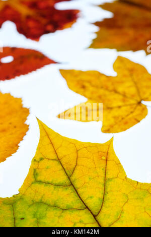 Foglia di vite e foglie di acero in autunno la colorazione in controluce e formato verticale Foto Stock